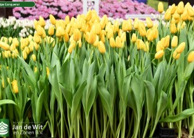 Tulipa Conqueror ® (2)